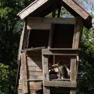 Elokuun päiväleiri pienimmille 2026